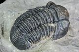 Gerastos Trilobite Fossil - Morocco #105157-5